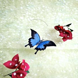 ブーゲンビリアと青い蝶の画像