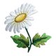 アップリケワッペン デイジー W-0312 お花 フラワー 花 マーガレット ひなぎく 雛菊の画像